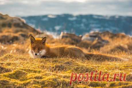 «Мастер маскировки». Норвегия. Автор фото — Виталий Новиков: nat-geo.ru/photo/user/40200/