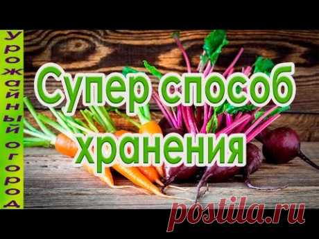 СУПЕР СПОСОБ ХРАНЕНИЯ МОРКОВИ И СВЕКЛЫ!