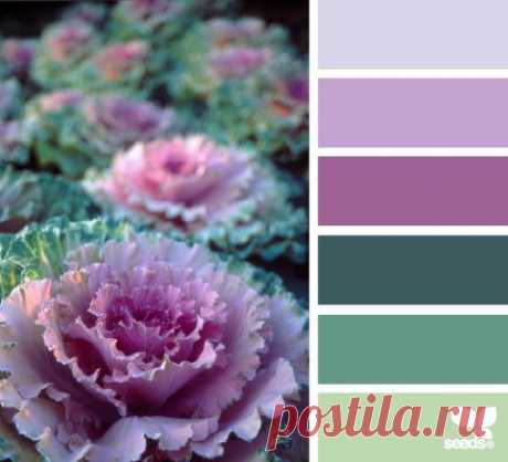 Design Seeds® | find your palette