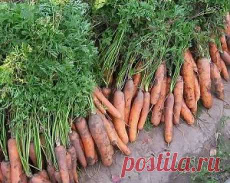 Посев моркови под зиму | Дача - впрок
