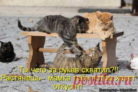 Котоматрица: Круть