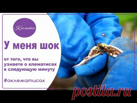 🌺 У меня шок от того, что вы узнаете о клематисах в следующую минуту