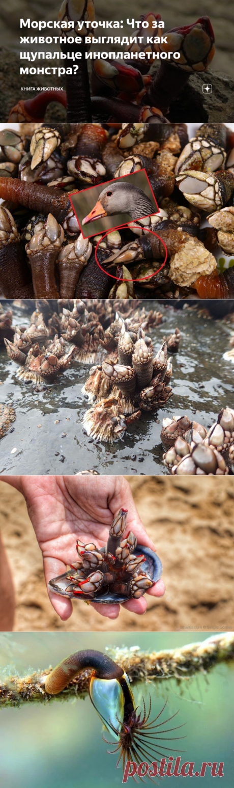 Морская уточка: Что за животное выглядит как щупальце инопланетного монстра? | Книга животных | Яндекс Дзен