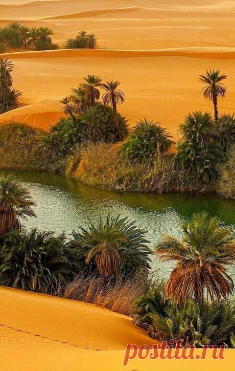 Oasis sahara