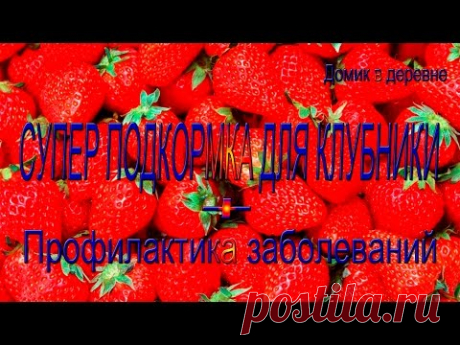 Самая лучшая подкормка клубники!!!!!!!