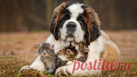 Wallpaper-Tan-Black-And-White-St.-Bernard-And-Black-Tabb43-scaled.jpg (2560×1440)