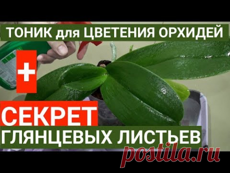 ВИТАМИННЫЙ тоник для ОРХИДЕЙ + СЕКРЕТ глянцевых листьев орхидеи