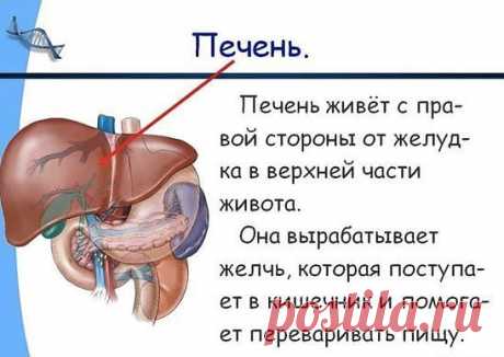 КАК УХАЖИВАТЬ ЗА СВОЕЙ ПЕЧЕНЬЮ