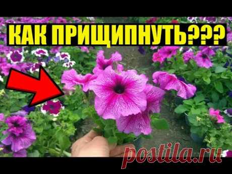 Если ТАК прищипнуть петунию куст будет пышным и красивым!