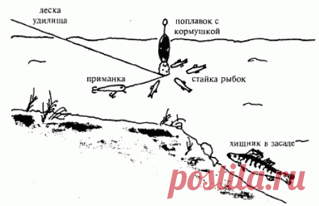 За хищником... с прикормкой