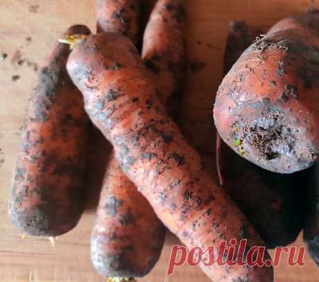 Морковь в закромах еще есть. Готовим морковную икру, которая вкуснее кабачковой! | На природе, во саду и в огороде | Яндекс Дзен