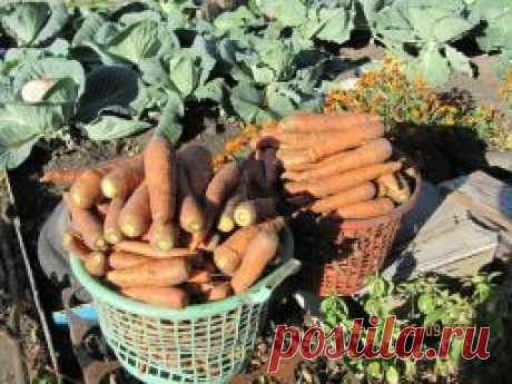Как я выращиваю морковь