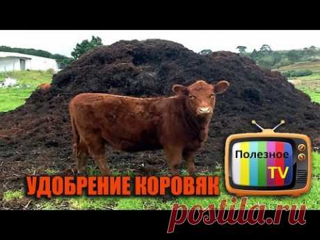 УДОБРЕНИЕ КОРОВЯК! СВОЙСТВА, ПРИГОТОВЛЕНИЕ И РАСХОД