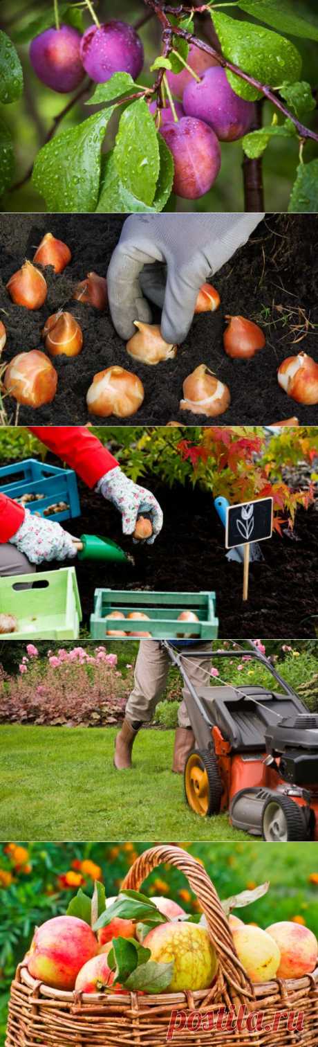 Как подготовить сад к зиме: работы в сентябре - Статьи - Недвижимость Mail.Ru