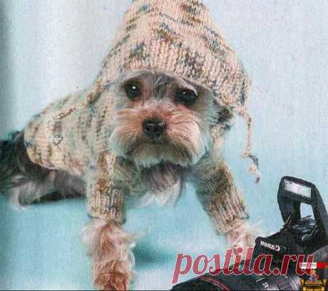 Одежда для собак мелких пород - Комбинезон с капюшоном - Чисто КОТ
