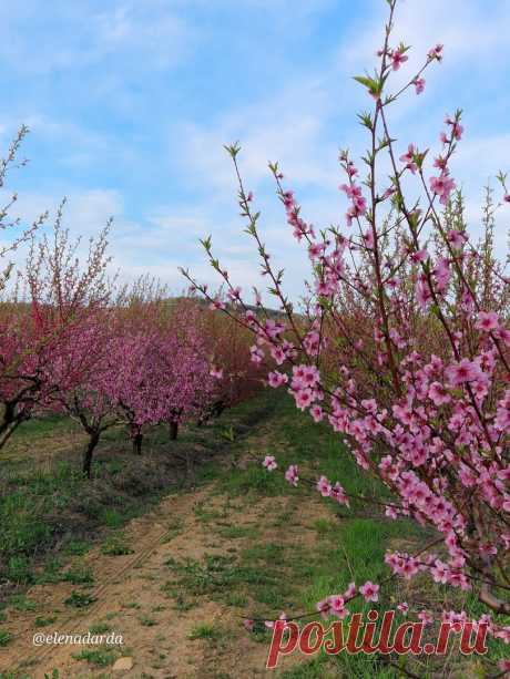 Персиковые сады в Крыму 🌸