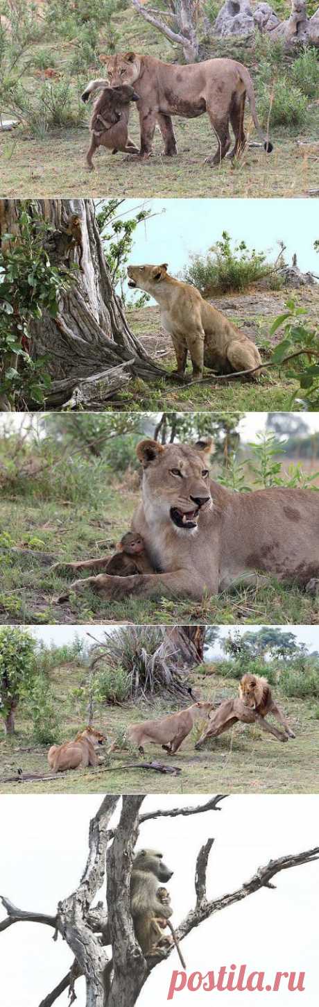 Львица убила бабуина, но то, что произошло дальше, повергло в шок фотографа