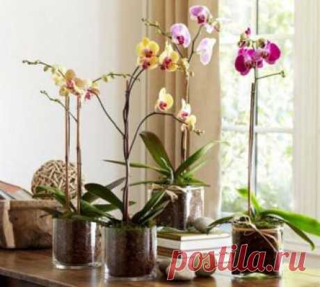 Можно ли держать в доме орхидею: народные приметы и учение фэншуй