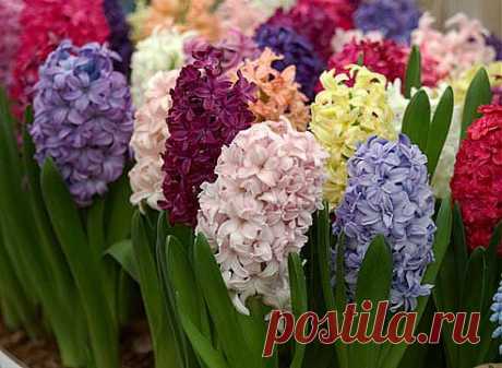 Гиацинт (Hyacinthus)