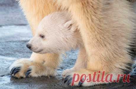 ФОТО ДНЯ. Белая медведица Нора со своим медвежонком впервые выходят в вольер в зоопарке Шенбрунн. Вена, Австрия.