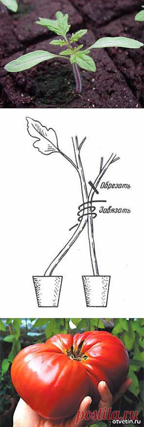 Тайны выращивания помидор