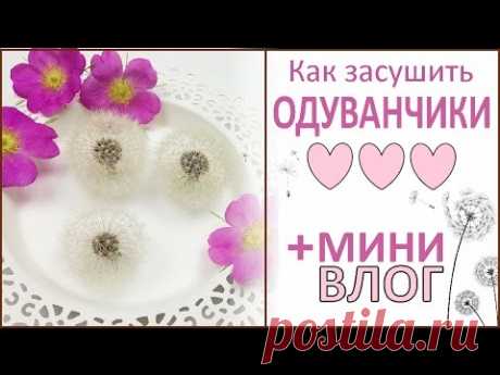 ЮВЕЛИРНАЯ СМОЛА || Одуванчики. Как засушить цветы? || Drying dandelion