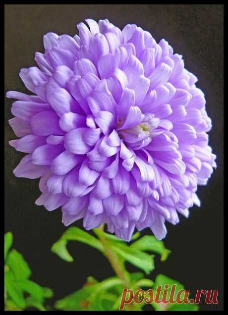 Purple Dahlia | Purple Flowers