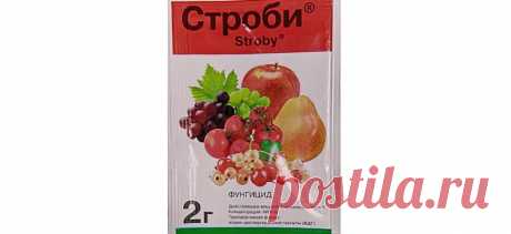 Фунгицид Строби: инструкция по применению, состав, аналоги, отзывы - Всё про огород и сад От каких болезней помогает фунгицид Строби и на каких культурах его можно использовать. Как правильно разводить препарат, как избежать привыкания грибков к нему. Отзывы садоводов и огородников о его использовании.