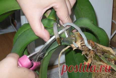 Детки орхидеи фаленопсиса, фото. Как отделить, отсадить и вырастить кейки