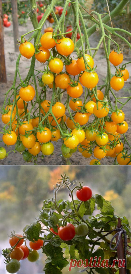 Способ выращивания томатов от опытного огородника — 6 соток
