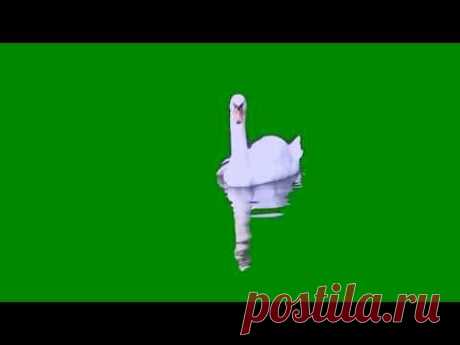 Футаж - Белый лебедь на пруду - YouTube