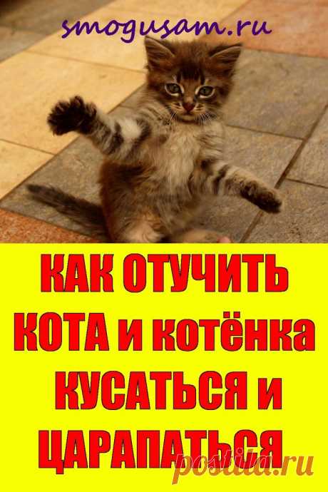 📌Почему кот кусается? Как отучить? Полезные советы🐈 в 2024 г | Самые милые животные, Кот, Котенок