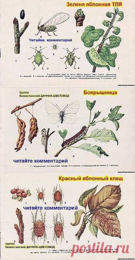 вредители