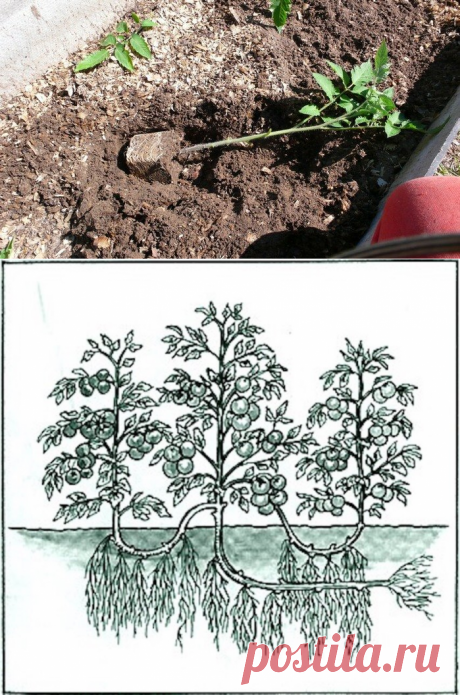 Выращивание томатов по методу Маслова, который дает уражай в 5 раз больше с одного куста | 6 соток