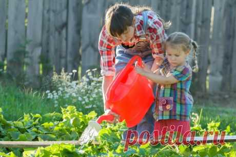 Периодически я поливаю огурцы содой. Рассказываю, с какой целью это делаю и как | Азбука огородника | Яндекс Дзен