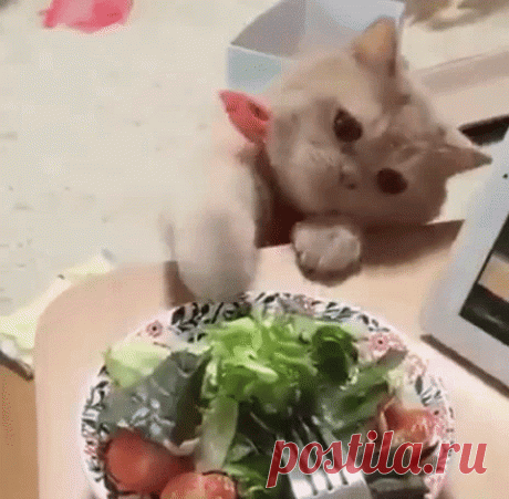 cat GIF - Find &amp; Share on GIPHY