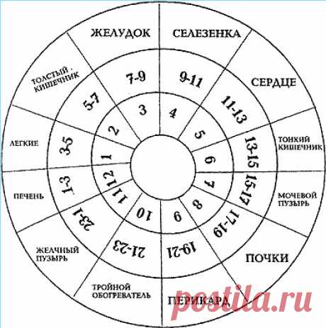 Биоритмы и часы работы внутренних органов.