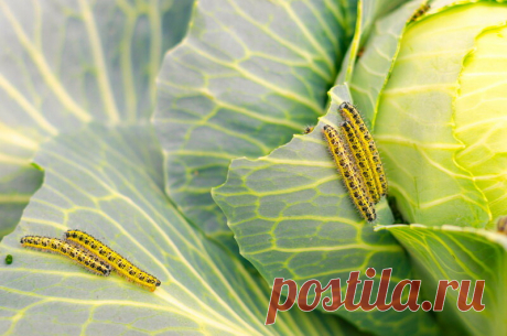 Уксус против вредителей капусты: эффективное и безопасное средство | Азбука огородника | Яндекс Дзен
