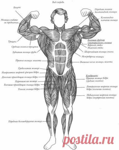 Комплекс лучших упражнений на каждую группу мышц