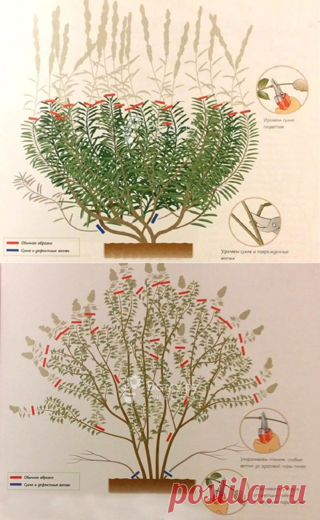 Обрезка декоративных кустарников весной: формируем крону правильно, схемы
Красивый и ухоженный участок с прекрасной живой изгородью – гордость для хозяина. Если не обрезать декоративные кустарники правильно, они будут не украшать, а портить внешний вид. Советы из нашего материала подскажут, как делать формирующую обрезку, чтобы растения хорошо развивались и давали много цвета.