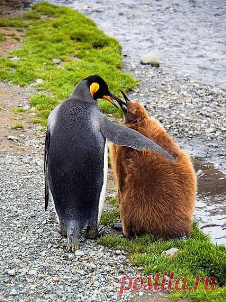 Королевские пингвины. Мама и детеныш
