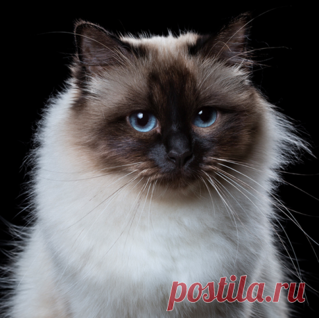 17 малоизвестных, но безумно красивых пород кошек - Мир Путешествий