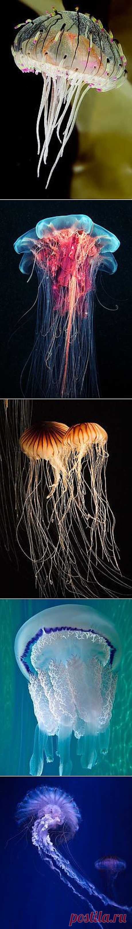 Jellyfish