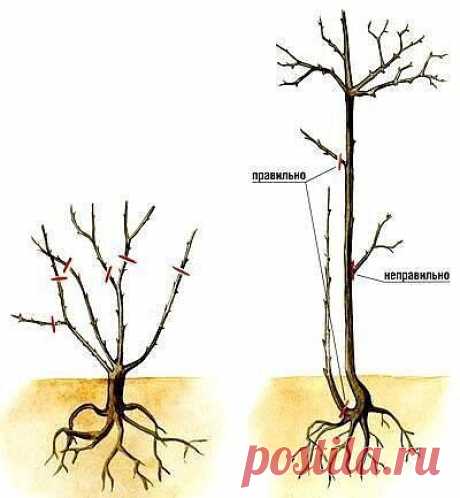 О том, как правильно обрезать розы:

Каждый год с наступлением весны розы обрезают. Причины, по которым розы обрезают: 

1. Корректировка формы кустов после предыдущего вегетационного периода. В прошлое лето ветки роз разрослись в нежелательном направлении. Для этого производится обрезка тех ветвей, которые нарушили форму кустов. 

2. Обрезка кустов производится так, чтобы по замыслу садовника: 
- кусты будут производить крупные, одиночные цветы на длинных цветоножках; 
- ...