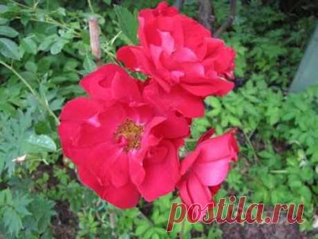 Нежная красавица: канадская роза — 6 соток