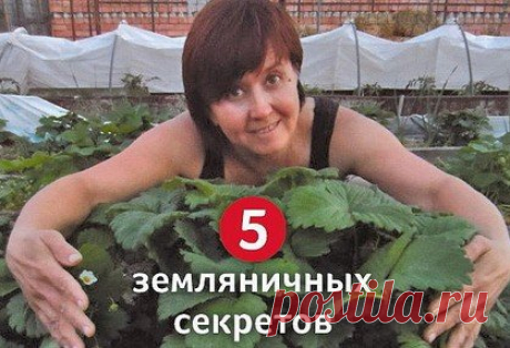 5 ЗЕМЛЯНИЧНЫХ СЕКРЕТОВ.