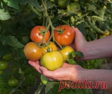 Урожайные томаты: 12 хитростей опытного огородника