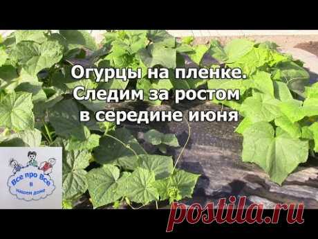 Огурцы на плёнке. Следим за ростом в середине июня. - YouTube