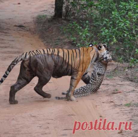 В схватке тигра и леопарда у последнего мало шансов. Короткий жестокий бой с очевидным исходом стал одним из самых запомнившихся событий 2016 года в мире дикой природы.