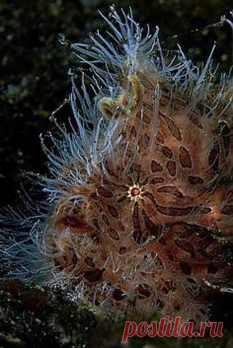 Yellow hispid frogfish | Under The Sea